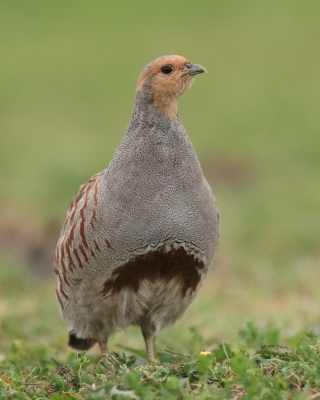 Kuropatwa - Perdix perdix - Grey Partridge