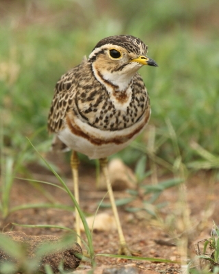 Nocobieg ozdobny - Rhinoptilus cinctus - Three-banded Courser