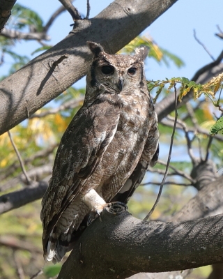 Puchacz szary - Bubo cinerascens - Greyish Eagle-Owl
