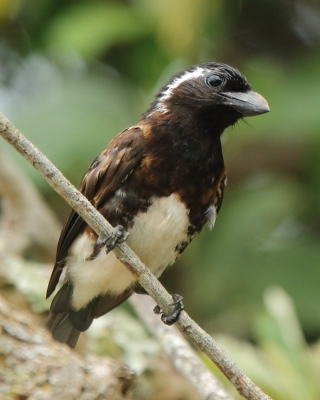 Brodacznik białouchy - Stactolaema leucotis - White-eared Barbet