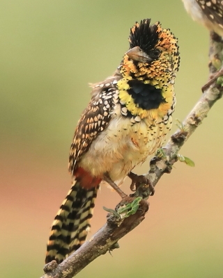 Tukanowate - Ramphastidae