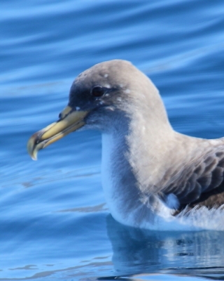 Burzyk duży - Calonectris diomedea - Cory's Shearwater