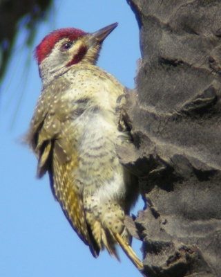 Dzięciolik kropkowany - Geocolaptes punctuligerus - Fine-spotted Woodpecker