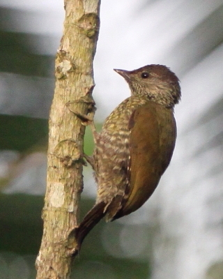 Dzięciolik mały - Geocolaptes nivosus - Buff-spotted Woodpecker