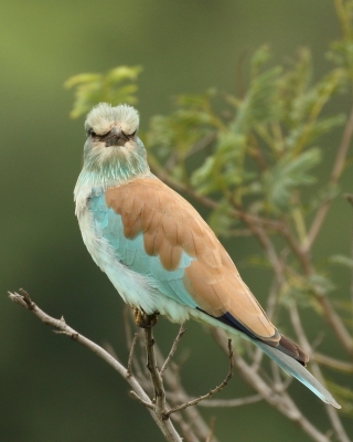 Kraska zwyczajna - Coracias garrulus - European Roller