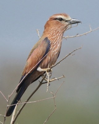 Kraska kreskowana - Coracias naevius - Rufous-crowned Roller