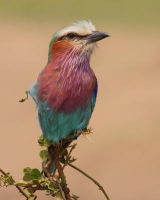 Kraska liliowopierśna - Coracias caudatus - Lilac-breasted Roller