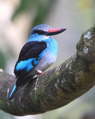 Łowiec kameruński - Halcyon malimbica - Blue-breasted Kingfisher