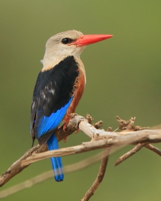 Łowiec szarogłowy - Halcyon leucocephala - Grey-headed Kingfisher