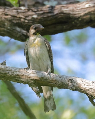 Miodowody - Honeyguides