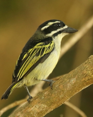 Wąsaczek żółtorzytny - Pogoniulus bilineatus - Yellow-rumped Tinkerbird