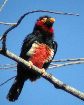 Wąsal żółtooki - Pogonornis dubius - Bearded Barbet