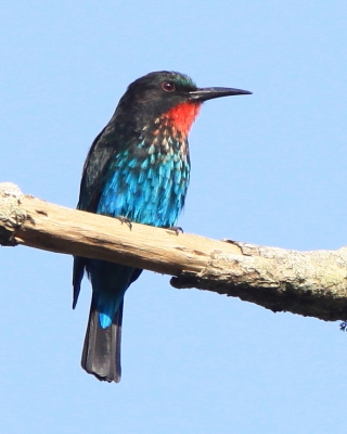 Żołna czarna - Merops gularis - Black Bee-eater