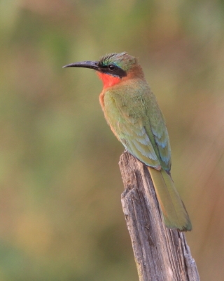 Żołna czerwonogardła - Merops bulocki - Red-throated Bee-eater