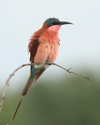 Żołna karminowa - Merops nubicoides - Southern Carmine Bee-eater