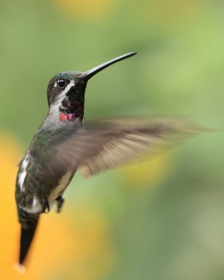 Aksamitek długodzioby - Long-billed Starthroat