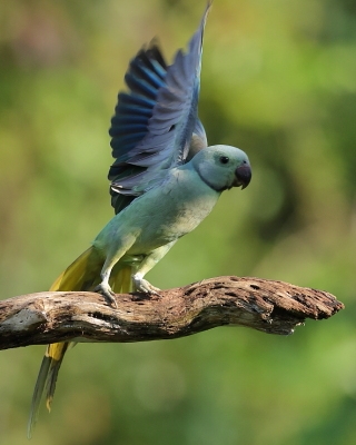Aleksandretta seledynowa - Psittacula columboides - Malabar Parakeet