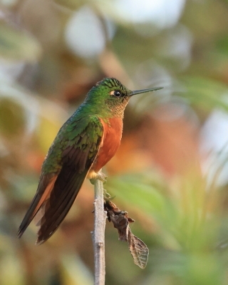 Amorek ognisty - Chestnut-breasted Coronet