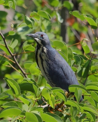 Bączek ciemny - Ixobrychus sturmii - Dwarf Bittern