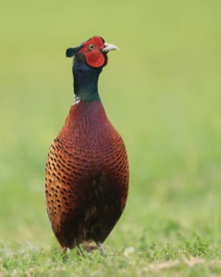 Bażant - Phasianus colchicus - Common Pheasant