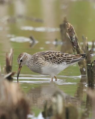 Biegus arktyczny - Pectoral Sandpiper