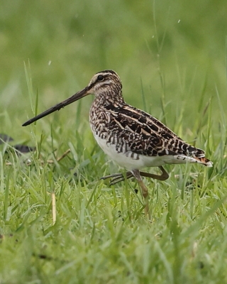 Bekas afrykański - Gallinago nigripennis - African snipe