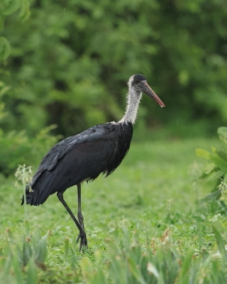 Bocian białoszyi - Ciconia episcopus - Woolly-necked Stork