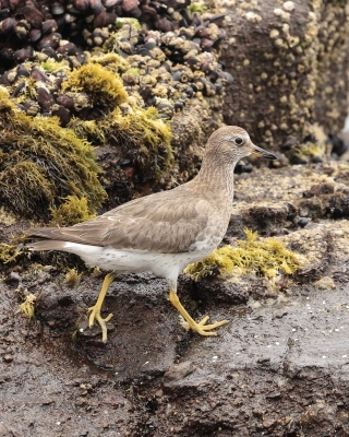 Brzegowiec - Surfbird