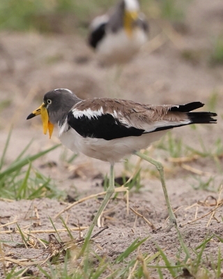 Czajka białoczelna - Vanellus albiceps - White-crowned Lapwing
