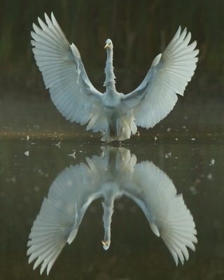 Czapla biała - Ardea alba - Western Great Egret