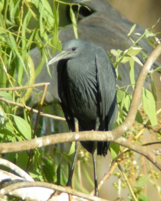 Czapla czarna - Egretta ardesiaca - Black Heron