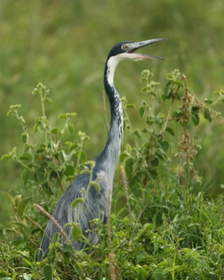 Czapla czarnogłowa - Ardea melanocephala