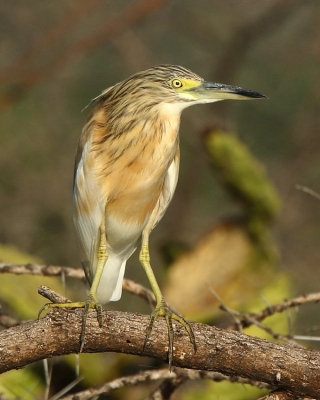 Czapla modronosa - Ardeola ralloides - Squacco Heron