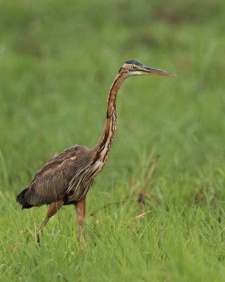 Czapla purpurowa - Ardea purpurea - Purple Heron