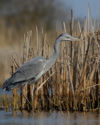 Czapla siwa - Ardea cinerea- Grey Heron