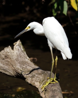 Czapla śnieżna - Egretta thula - Snowy Egret