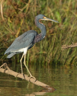 Czapla trójbarwna - Egretta tricolor - Tricolored Heron