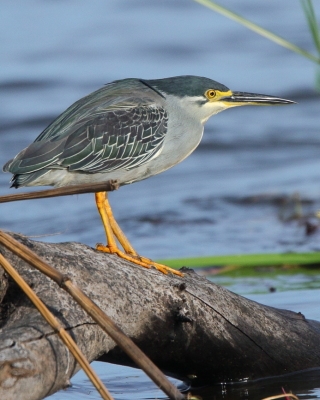 Czapla zielonawa - Butorides striata - Striated Heron