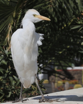 Czapla złotawa - Bubulcus ibis - Western Cattle Egret