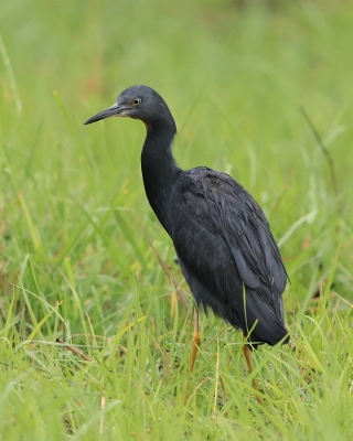 Czapla łupkowata - Egretta vinaceigula - Slaty Egret