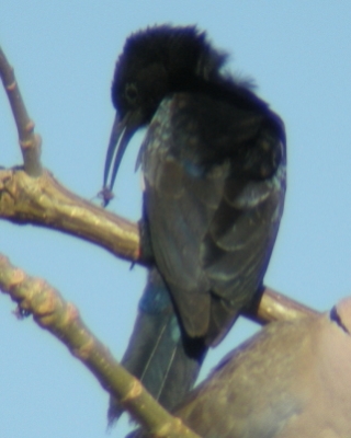 Czarnodudek ciemnodzioby - Rhinopomastus aterrimus - Black Scimitarbill