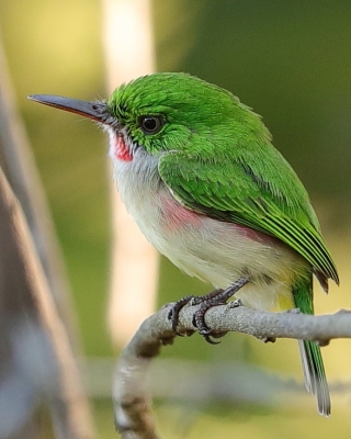 Dominikana - ptaki - Dominican Republic - birds