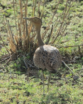 Dropik bladoczuby - Lophotis gindiana - Buff-crested Bustard