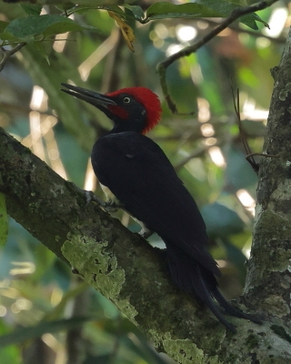 Dzięcioł białobrzuchy - Dryocopus javensis - White-bellied Woodpecker