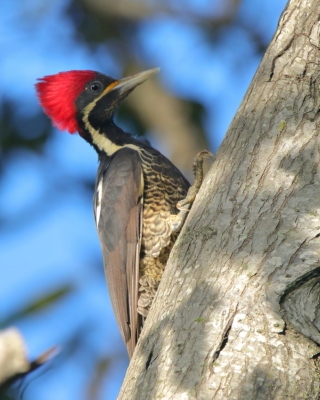 Dzięcioł czerwonoczuby - Dryocopus lineatus - Lineated Woodpecker