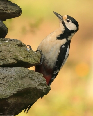 Dzięciołowate - Picidae - Woodpeckers