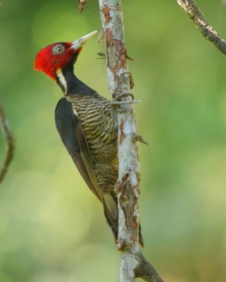 Dzięcioł jasnodzioby - Campephilus guatemalensis - Pale-billed Woodpecker