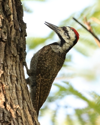 Dzięcioł sawannowy - Chloropicus namaquus - Bearded Woodpecker