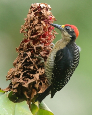 Dzięciur pstry - Melanerpes pucherani - Black-cheeked Woodpecker