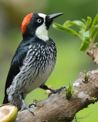 Dzięciur żołędziowy - Melanerpes formicivorus - Acorn Woodpecker